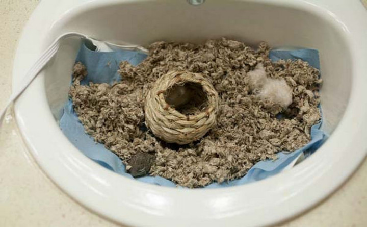 The little fella now had a cozy and warm nest that Nick made in his sink using a heating pad.