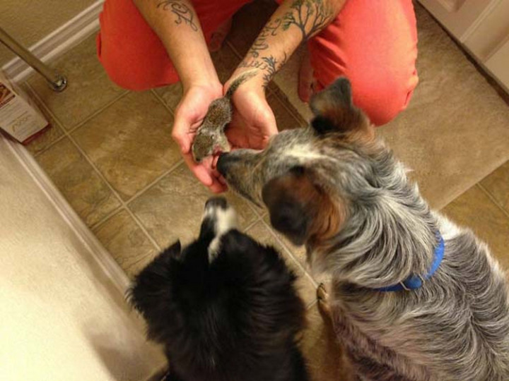 He introduced the tiny squirrel to his dogs who were excited to see him.