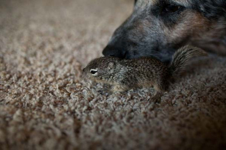  They were excited to have a new little furry buddy join their family.