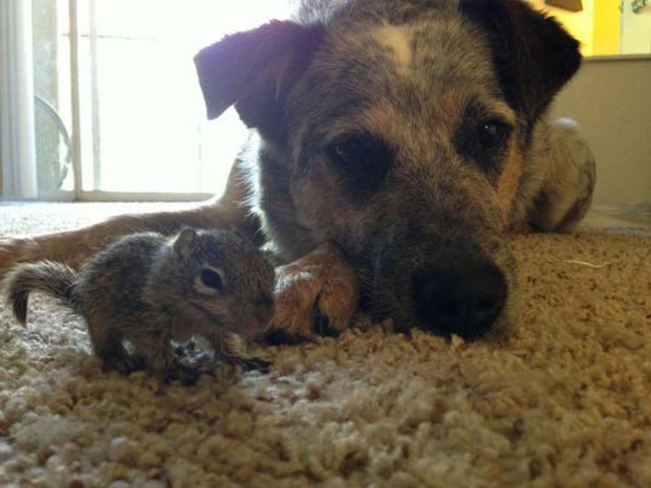 They just loved playing together and helping the tiny squirrel recover.