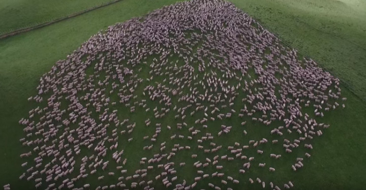 Mass Sheep Herding Video in New Zealand Is Mesmerizing.