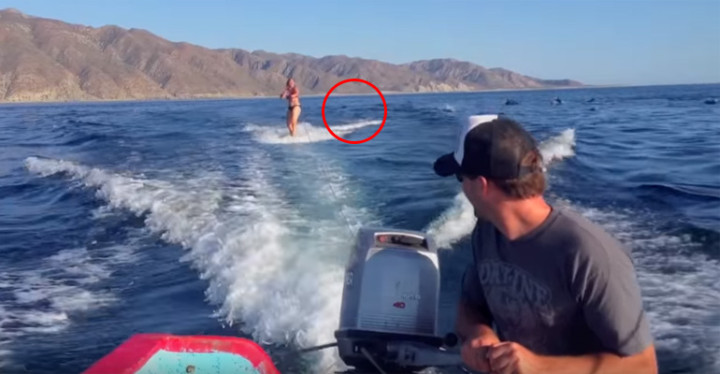 Woman Wakeboards with Dolphins In Mexico's Sea of Cortez.