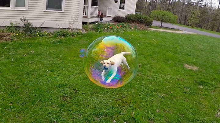 28 Perfectly Timed Photos of People Having a Bad Day - How did this dog get stuck in a bubble?