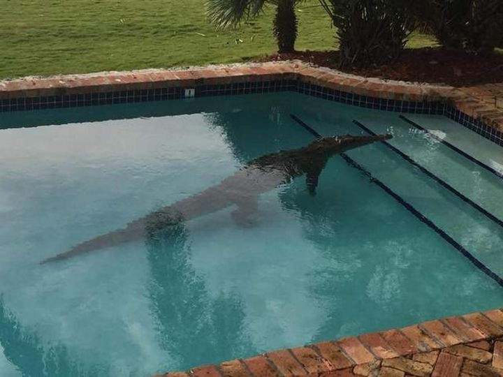 28 Perfectly Timed Photos of People Having a Bad Day - Swim at your own risk.