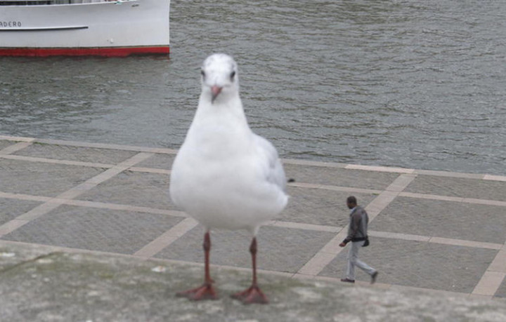 31 Hilariously Misleading Photos - That is not a giant seagull.