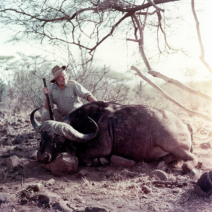 35 Rare Historical Photos - 1953: American novelist Ernest Hemingway posing with a cape buffalo on a visit to Africa.