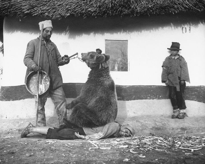35 Rare Historical Photos - 1946: Home remedy for healing rheumatism in Romania by having bear sit on you.