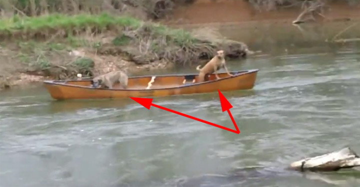 Brave Labrador Rescues Dogs Trapped in a Canoe on a River.