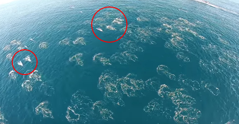 A Drone Captured a Beautiful but Rare Event in the Ocean. OMG, so Beautiful…
