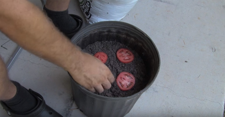 He Places a Few Tomato Slices Over Potting Soil. Amazing…I’m Never Buying Tomatoes Again!