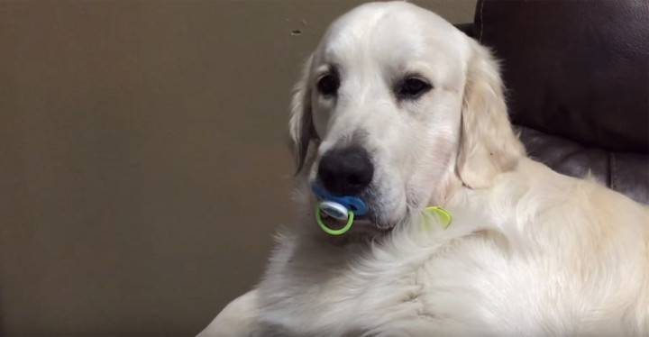 Max the Dog Refuses to Give up His Pacifier.