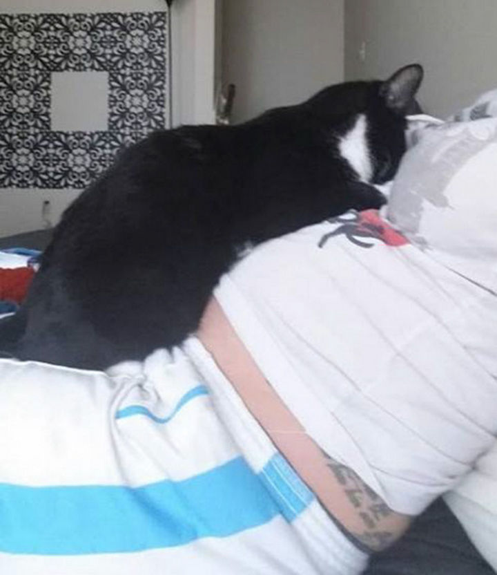 Ever since her human Liel Ainmar Assayag became pregnant, she never left her side. Panda would regularly tuck her head against her belly and start purring.