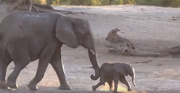 This Baby Elephant Didn't Want Bath Time to End!.