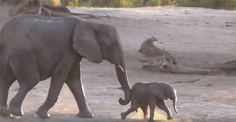 This Mother Elephant Thought Bath Time Was Over. But Her Baby Didn’t Think So…LOL!