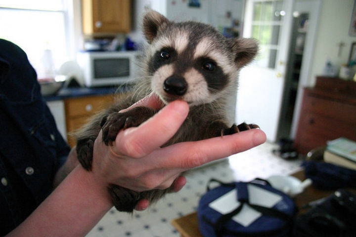 46 Happy Images - This adorable baby raccoon.