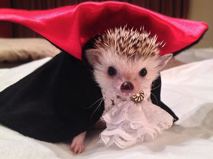 46 Happy Images - This cute hedgehog dressed as Dracula for Halloween.