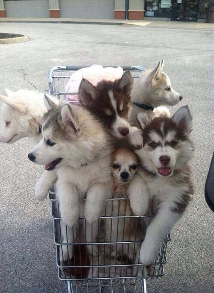 46 Happy Images - The cutest shopping cart EVER!