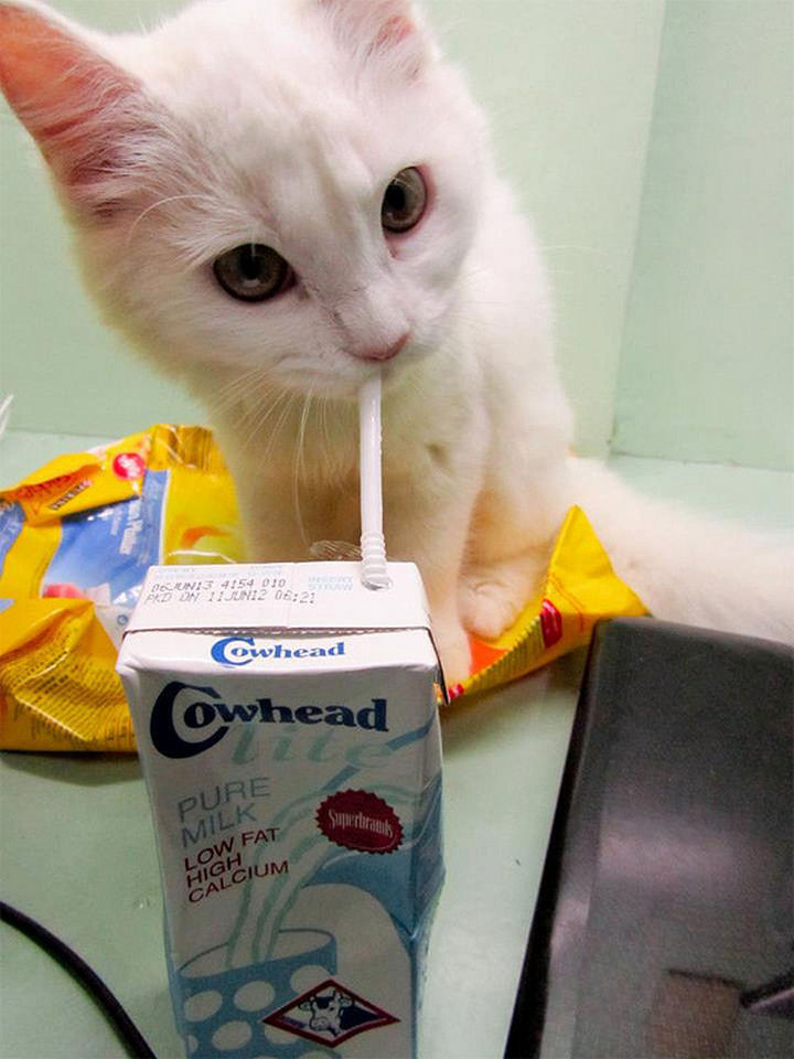 46 Happy Images - This sweet kitten enjoying a milk drink box.