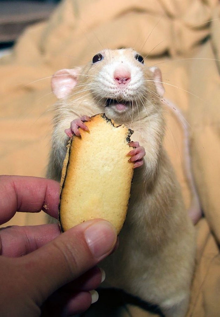 46 Happy Images - This happy rat enjoying Milano cookies.