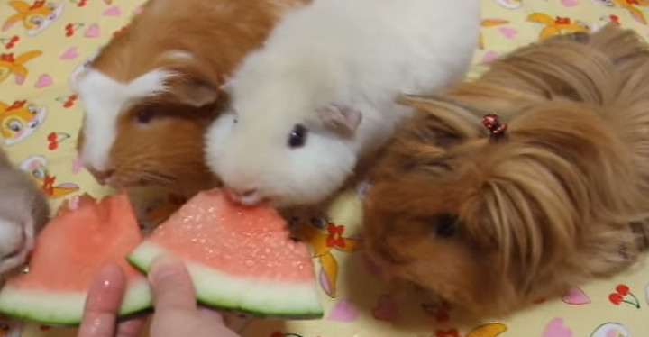 do guinea pigs eat melon