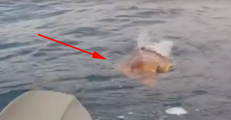 A Man Spots a Creature Swimming Towards His Kayak. He Reacts in the Most Beautiful Way.