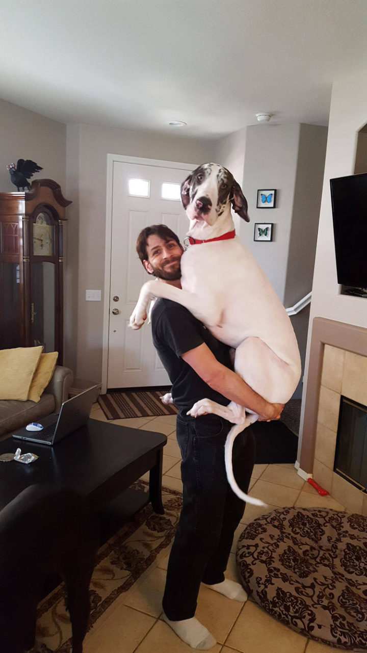 12 Huge Dogs That Still Think They Are Puppies - When your dog is this big, remember to lift with your legs!
