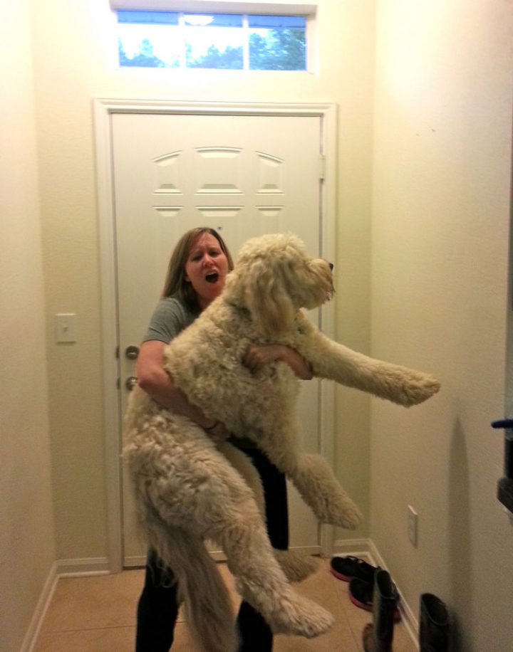12 Huge Dogs That Still Think They Are Puppies - "Just threw my back out trying to hold my 90lb goldendoodle like a baby..."
