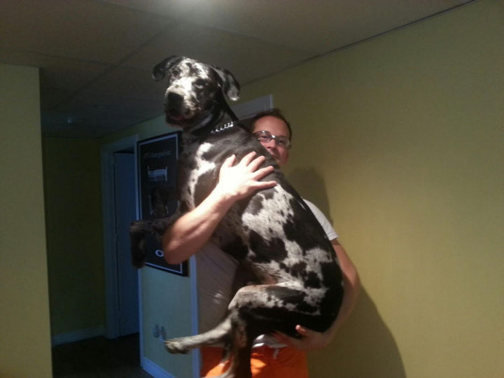 12 Huge Dogs That Still Think They Are Puppies - He's almost as tall as his owner!