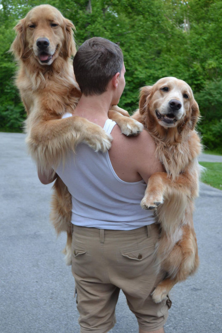12 Huge Dogs That Still Think They Are Puppies - Two golden babies :)