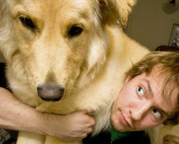 12 HUGE Dogs That Still Think They Are Puppies. They Are So Cute!