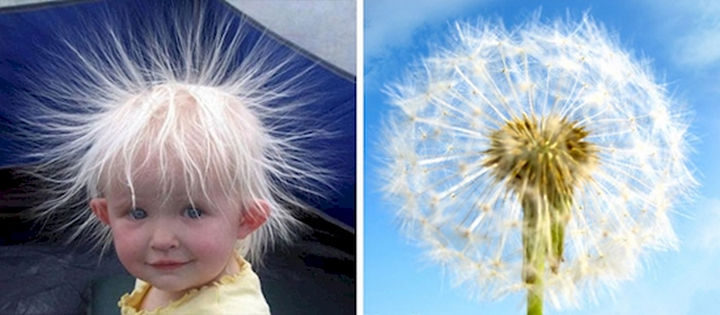 13 Babies That Resemble Celebrities or Something Else - This cute baby with static hair reminds me of a dandelion. Make a wish!