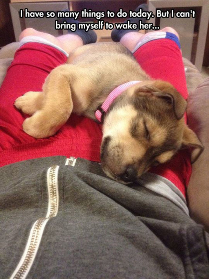 30 Things Only Dog Owners Will Understand - They will always find the most comfortable place to sleep.