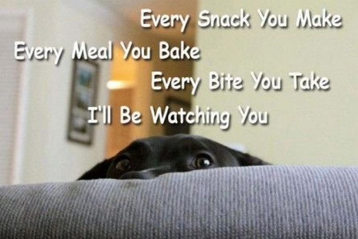 30 Things Only Dog Owners Will Understand - They also love food that doesn't belong to them.
