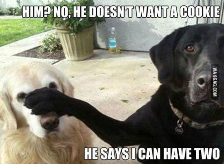 30 Things Only Dog Owners Will Understand - They will try anything to get an extra treat.