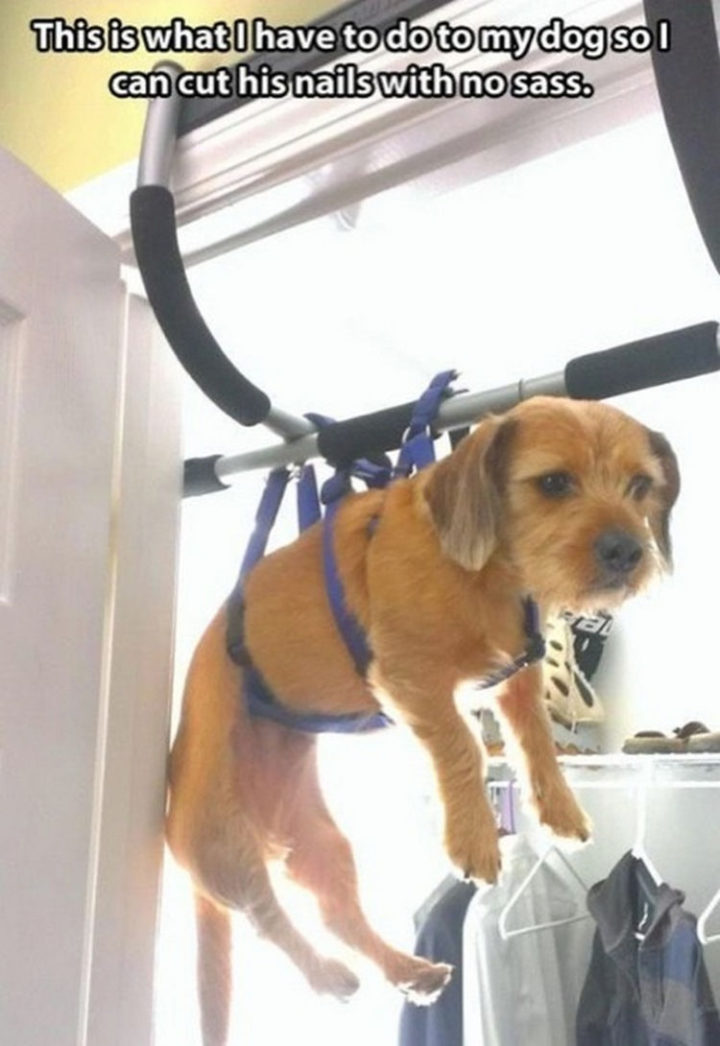 30 Things Only Dog Owners Will Understand - Improvising pays off.