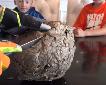 Their Dad Cuts Open a Wasp Nest. Watch Their Faces When They Look Inside!