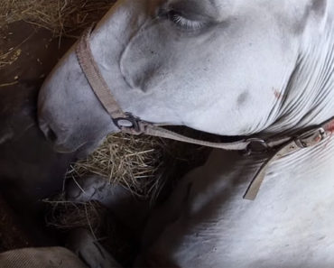 A Farmer’s Horse Falls Into a Pit. When He Whispers “Don’t Die” in Her Ear, She Does THIS!
