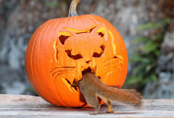 the secret life of squirrels by nancy rose the secret life of squirrels by nancy rose