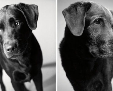 Photographer Takes Incredible Photos Of Dogs Then and Now. So Beautiful!