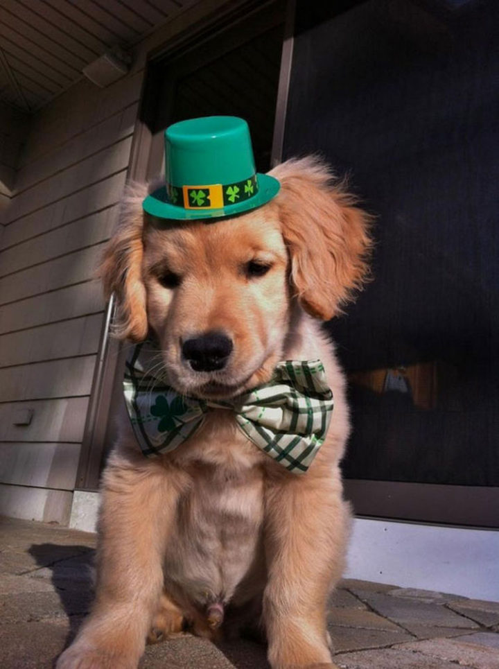 He loves it when he gets to dress up to celebrate holidays like St. Patrick's Day.