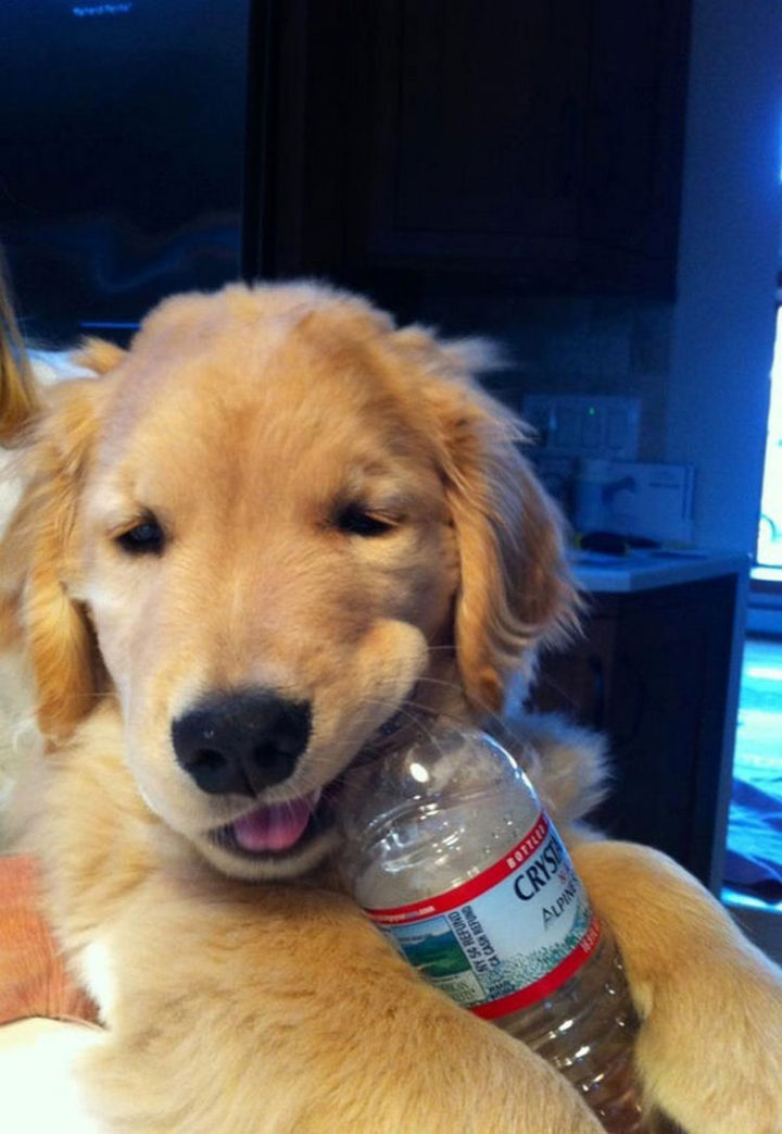 What puppy doesn't like plastic water bottles?
