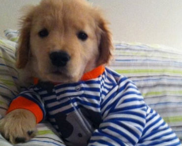 This Blind Golden Retriever Puppy Will Steal Your Heart. Meet Ray Charles!