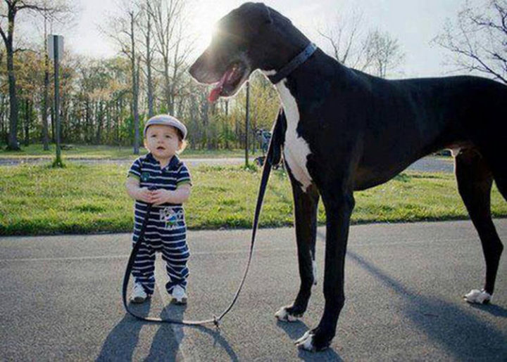 14 Dogs and Babies - Big dogs and small kids.