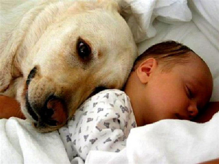 14 Dogs and Babies - A dog meeting the new baby for the first time.