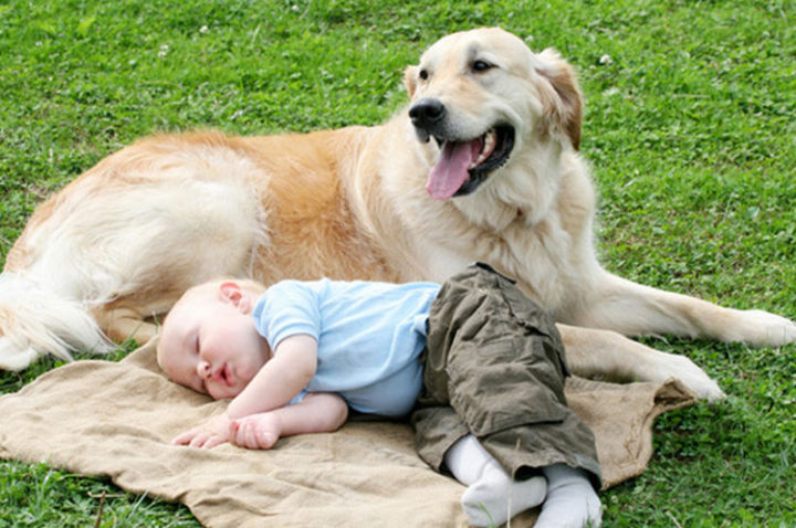 14 Dogs and Babies - Dogs make great babysitters!