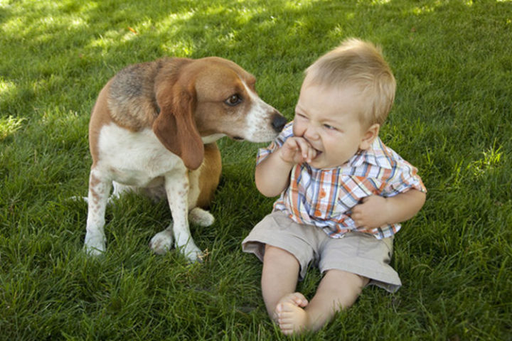 14 Dogs and Babies - Beagles and babies go together like peanut butter and jam!