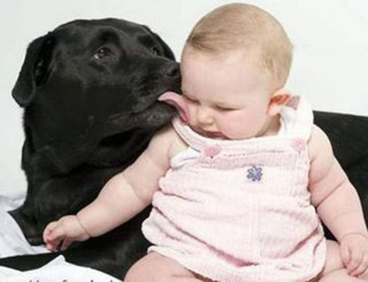 14 Dogs and Babies - Labradors are great with kids.