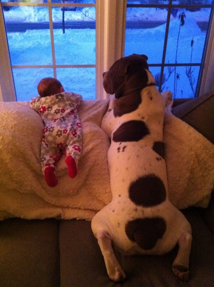 33 Adorable Photos of Dogs and Babies - Waiting for daddy to get home.