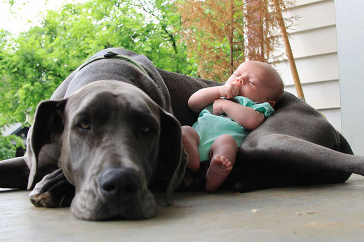 33 Adorable Photos of Dogs and Babies - Keeping baby safe.