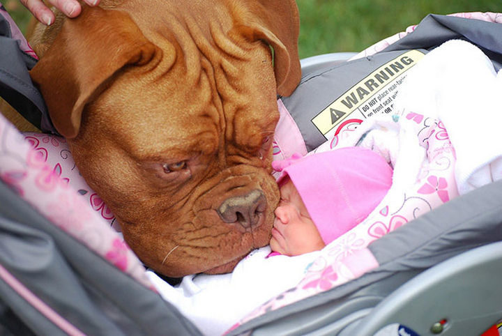 33 Adorable Photos of Dogs and Babies - "Tiny human...I will protect you forever."